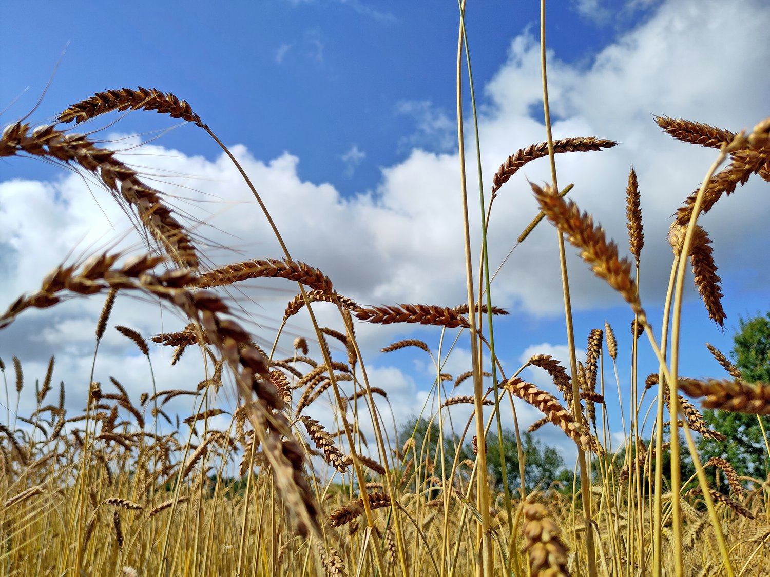 Der Dinkel in der Erntezeit auf dem Lämmerhof.